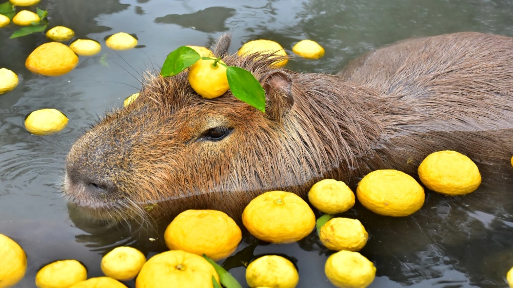 a capybara somewhat submerged in water, surrounded by lemons and with a lemon on its head